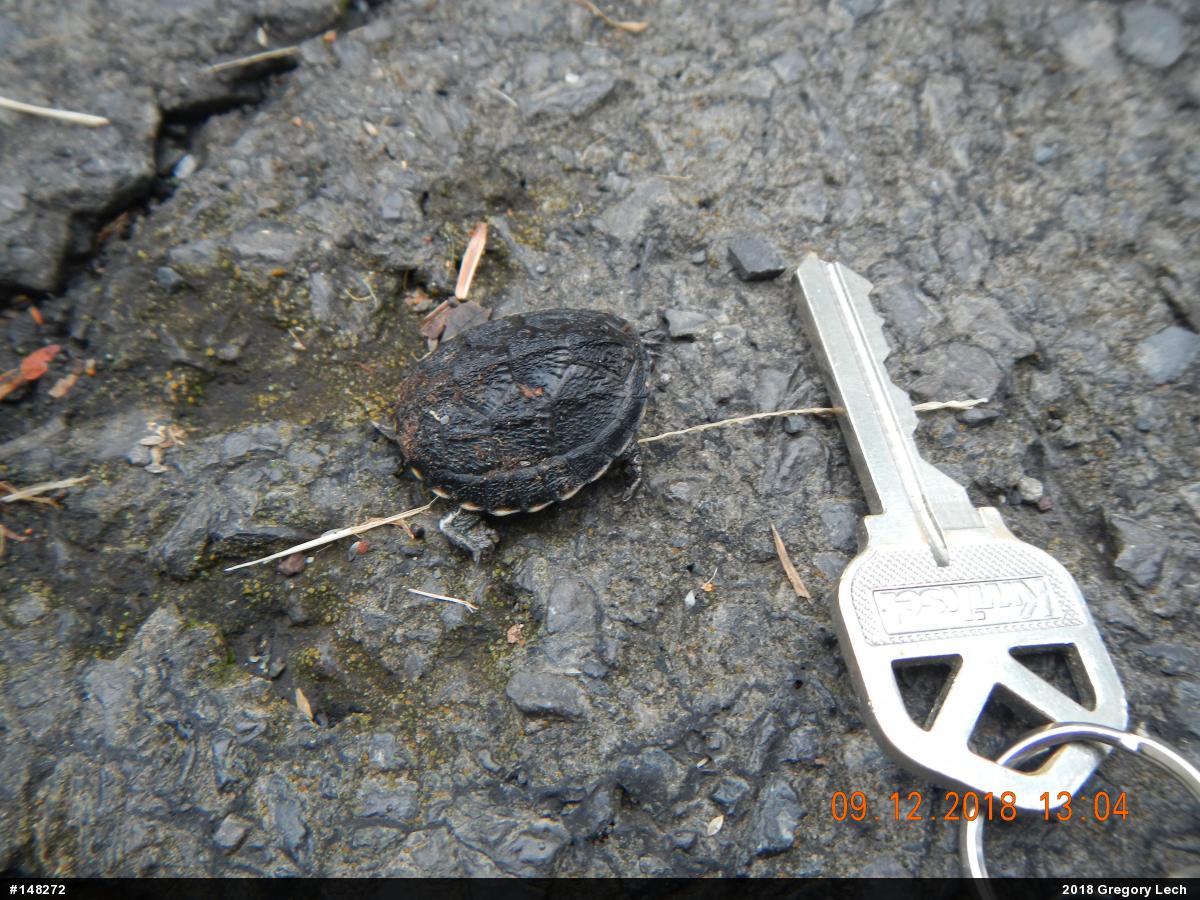 Eastern Musk Turtle