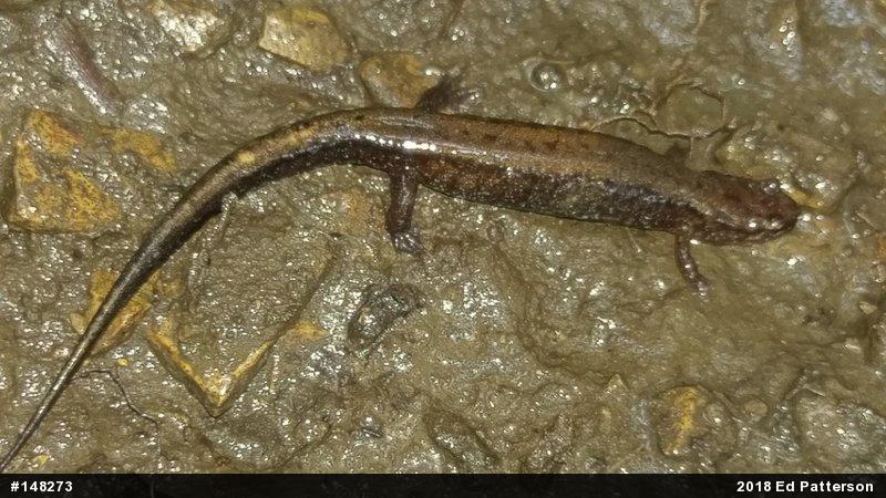 Allegheny Mountain Dusky Salamander