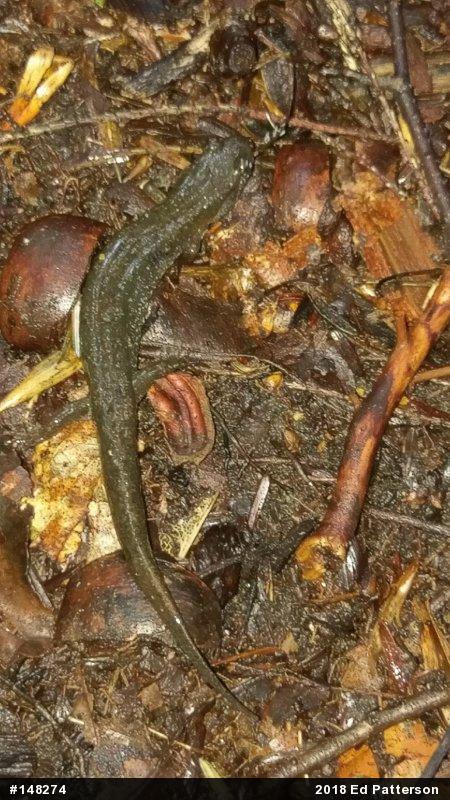 Northern Dusky Salamander