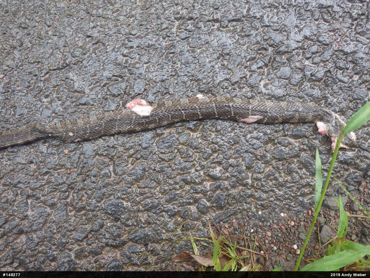 Northern Watersnake