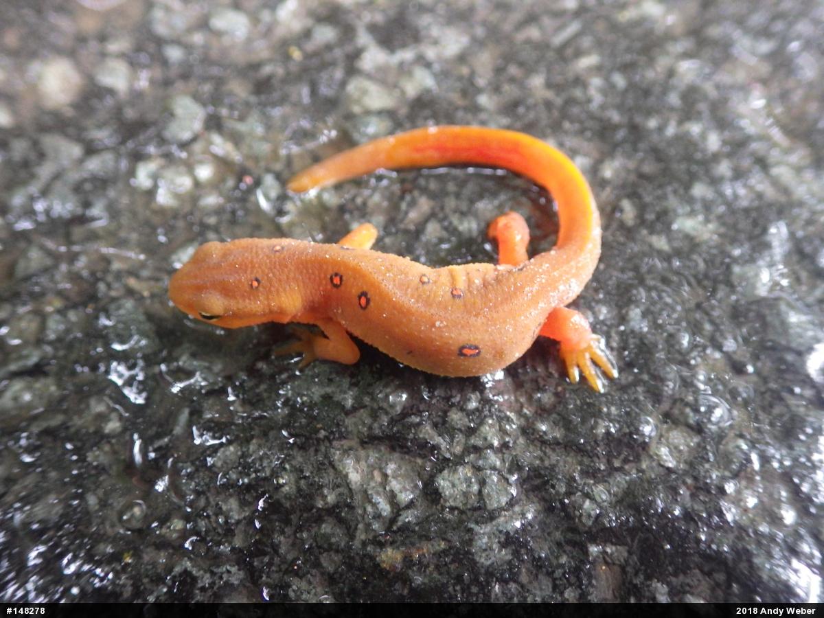 Red-spotted Newt