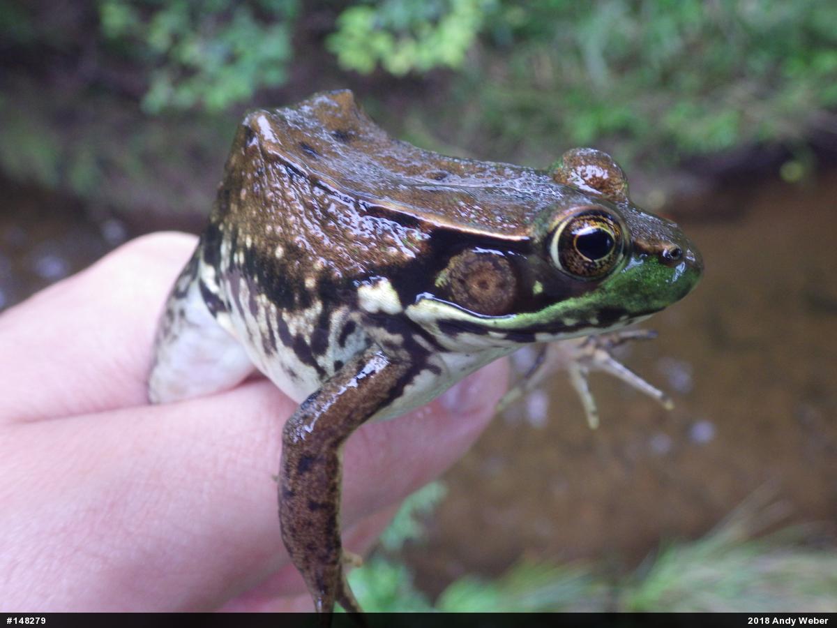 Green Frog