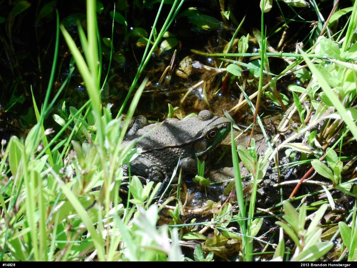 Green Frog
