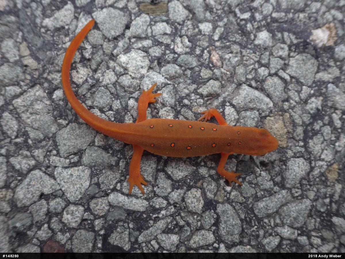 Red-spotted Newt