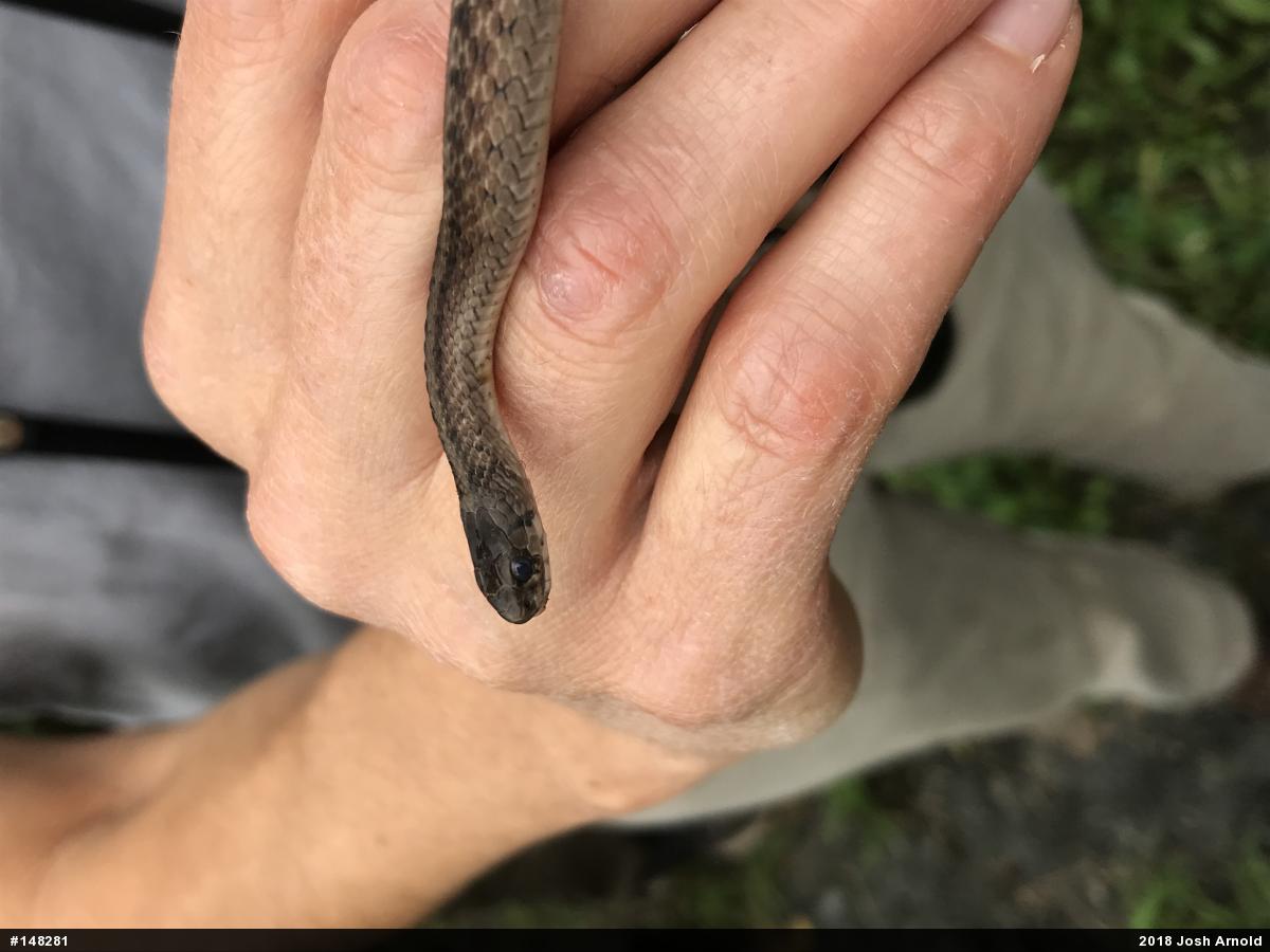 Dekay's Brownsnake