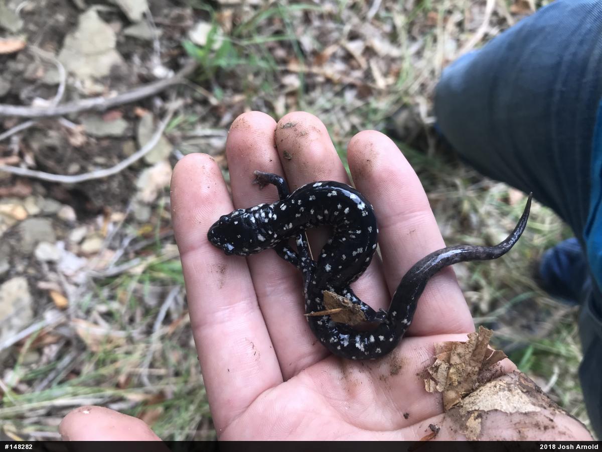 Northern Slimy Salamander
