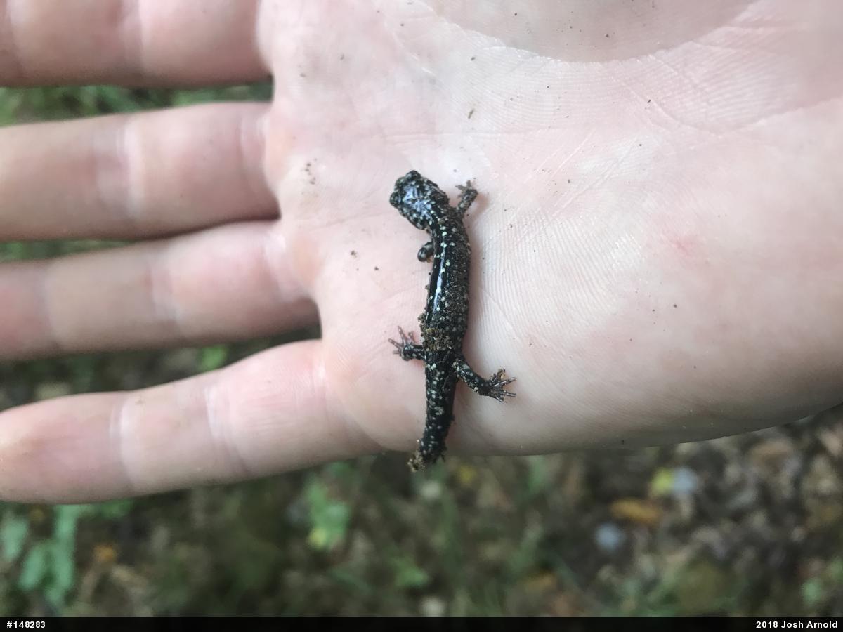 Northern Slimy Salamander