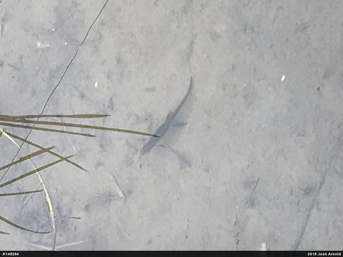 Red-spotted Newt