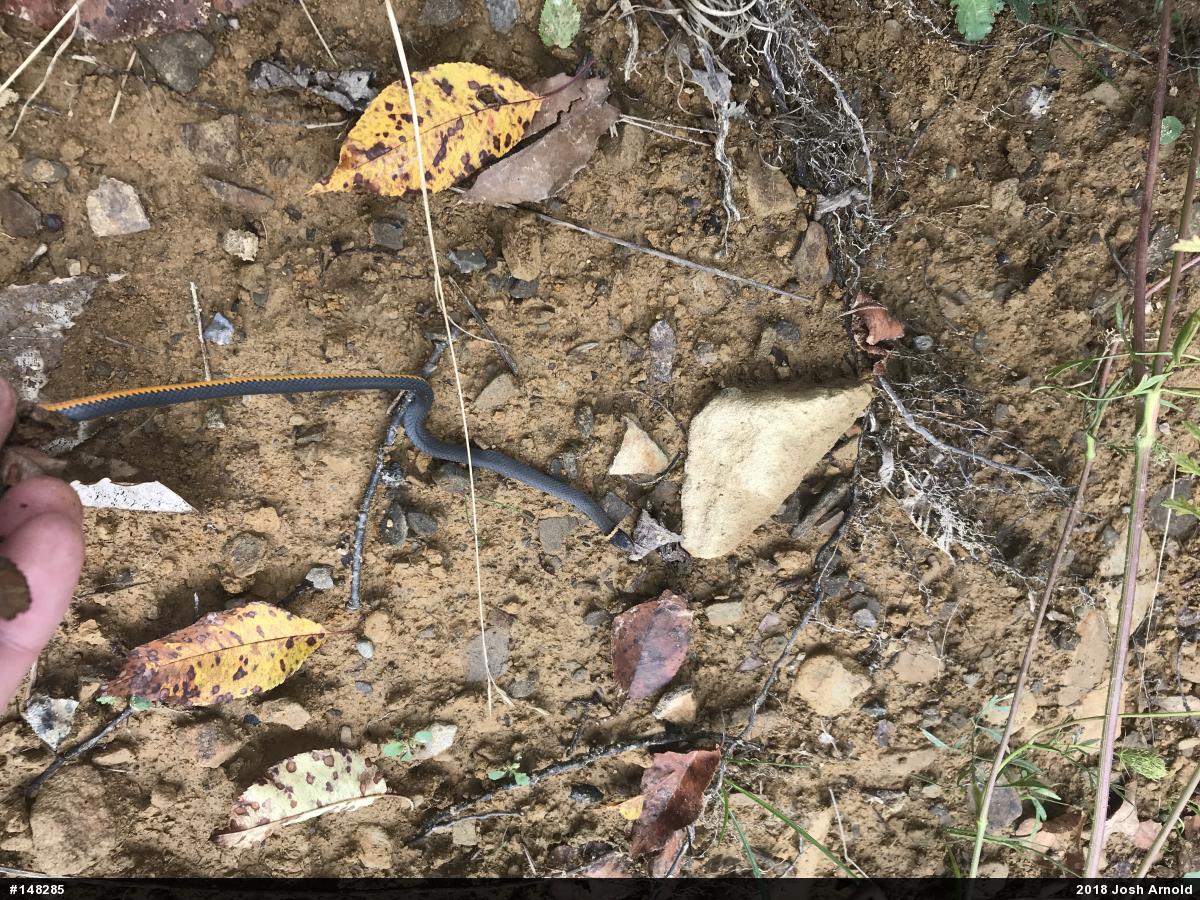Northern Ring-necked Snake