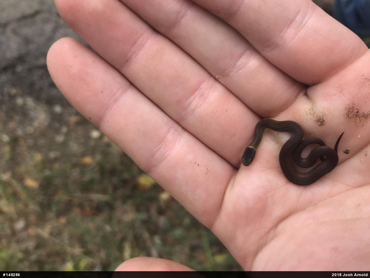 Red-bellied Snake