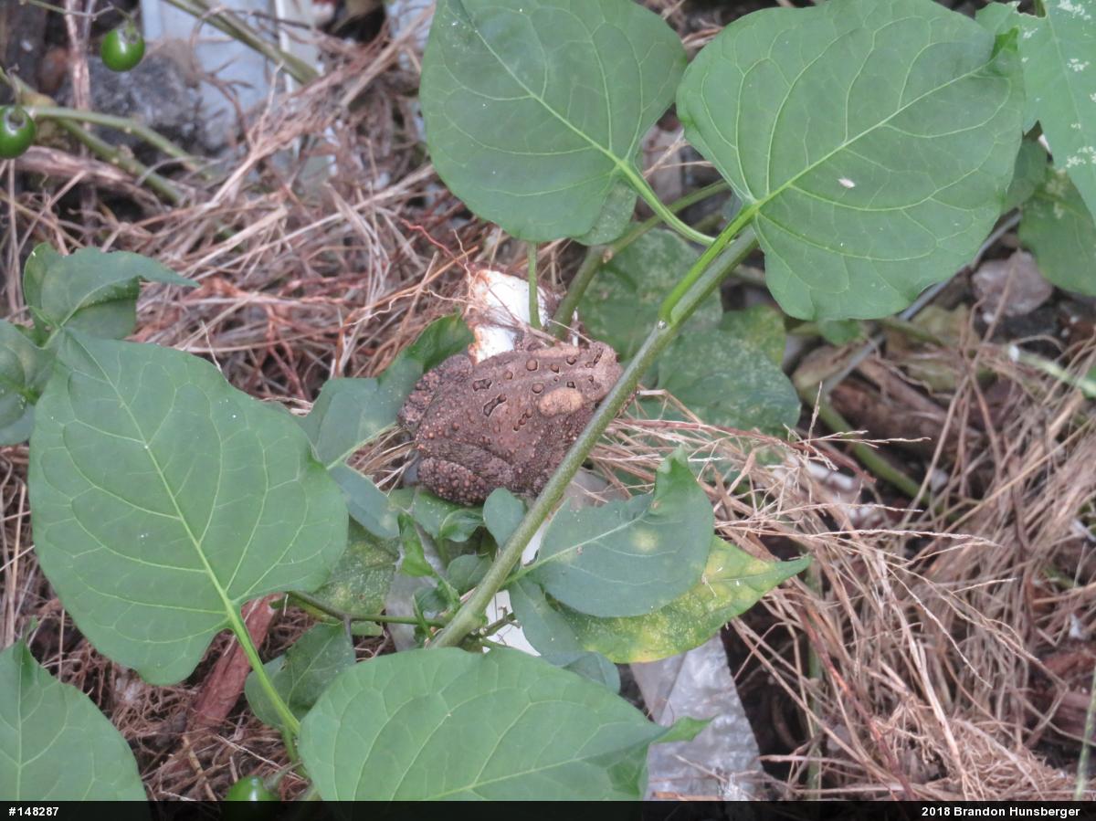 Eastern American Toad