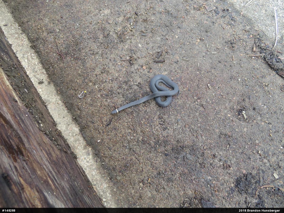 Northern Ring-necked Snake