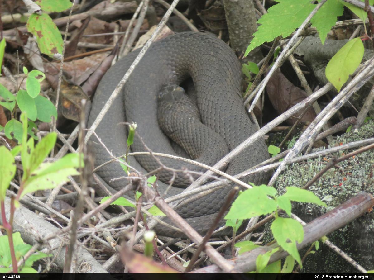 Northern Watersnake
