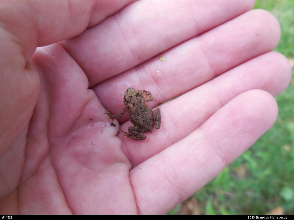 Eastern American Toad