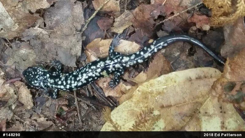 Northern Slimy Salamander
