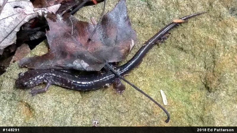 Wehrle's Salamander