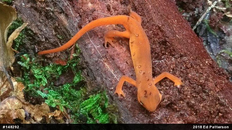 Red-spotted Newt