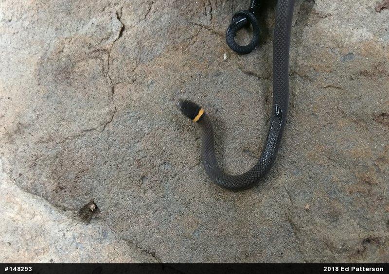 Northern Ring-necked Snake