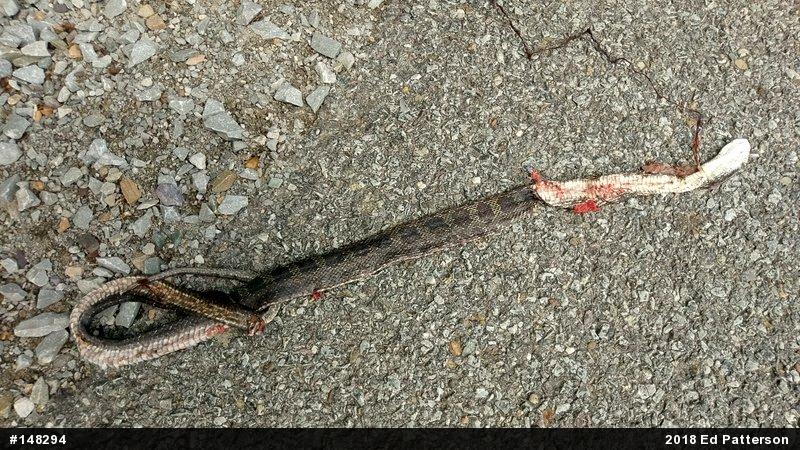 Eastern Ratsnake