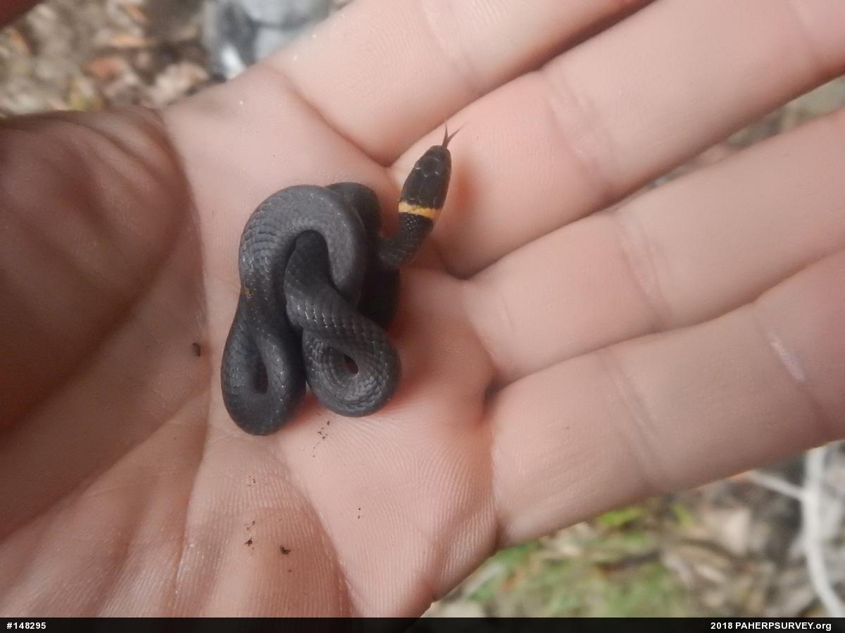 Northern Ring-necked Snake