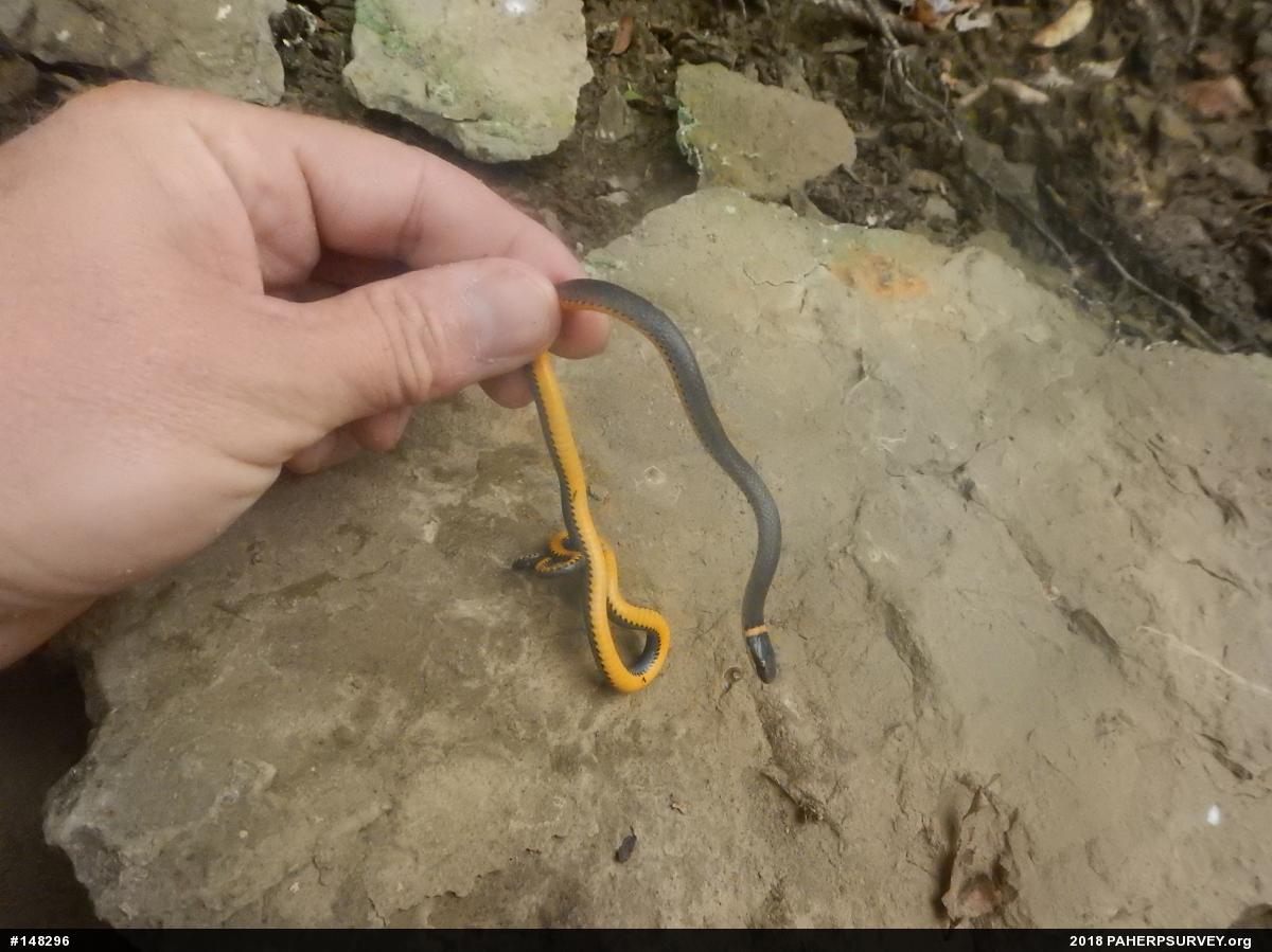 Northern Ring-necked Snake