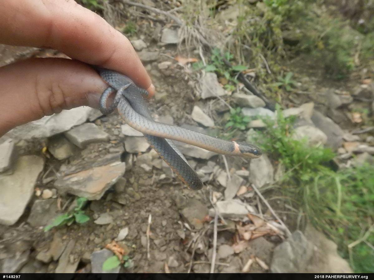 Northern Ring-necked Snake