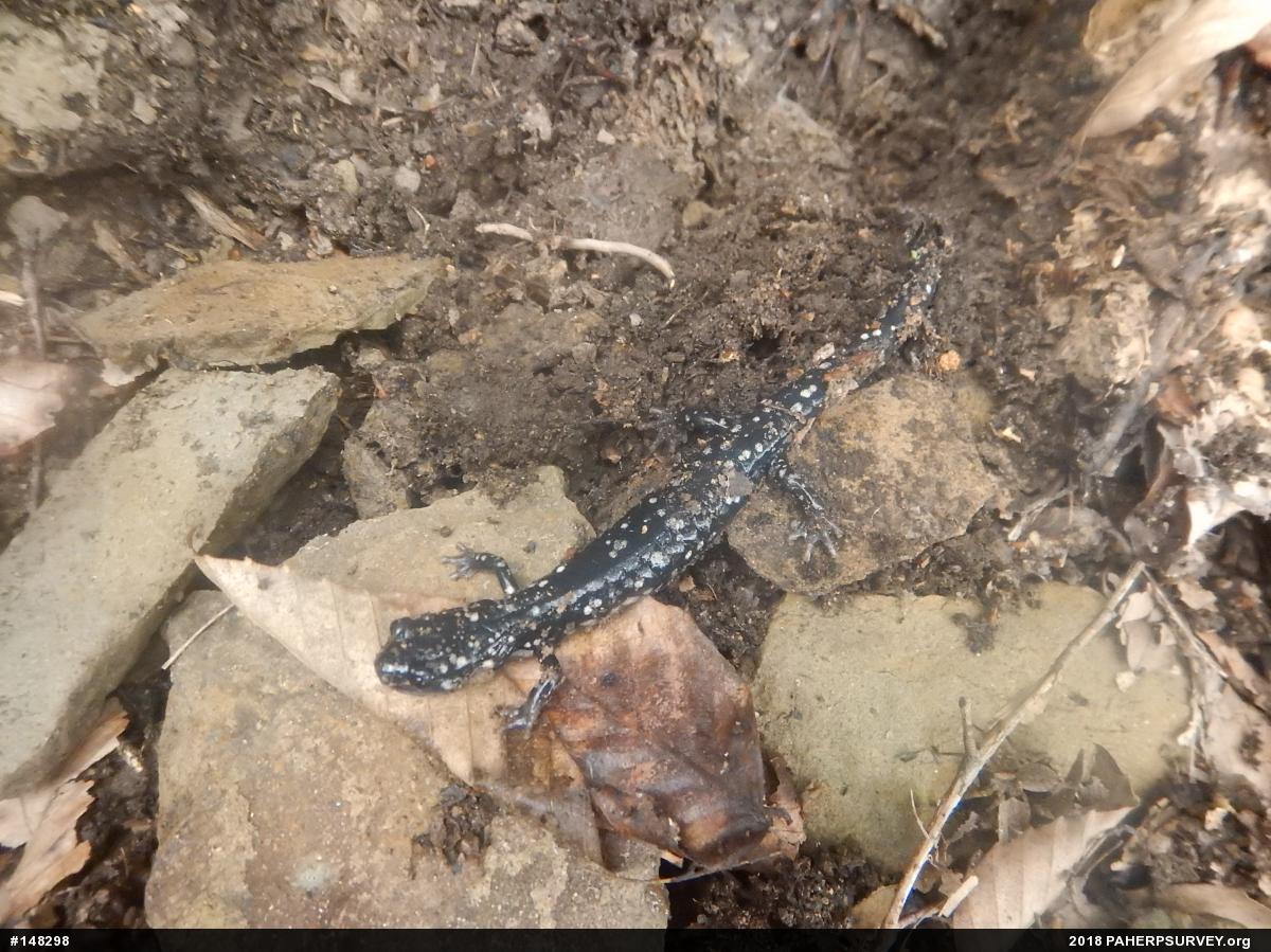 Northern Slimy Salamander