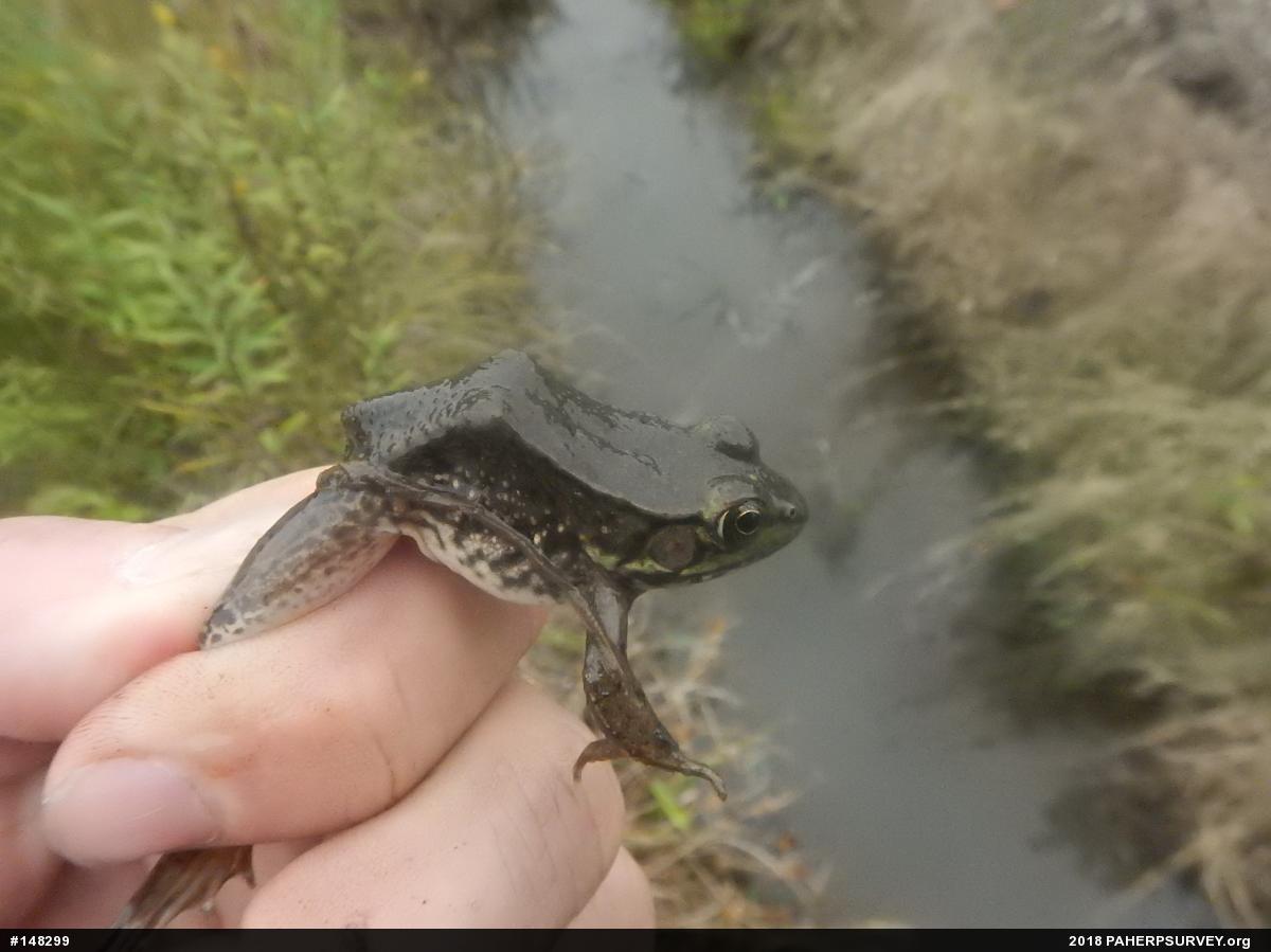 Green Frog
