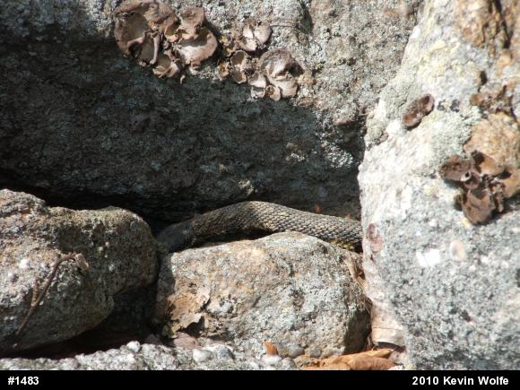 Timber Rattlesnake