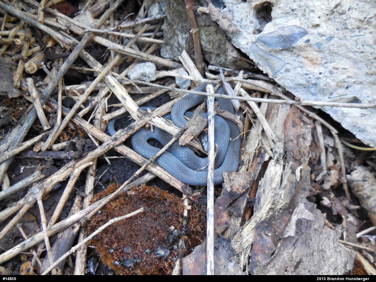 Northern Ring-necked Snake