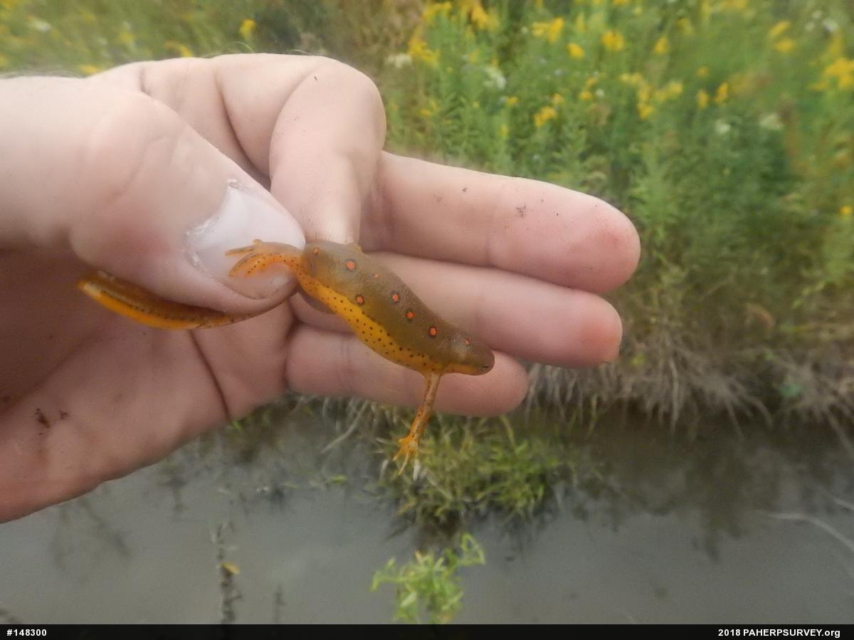 Red-spotted Newt