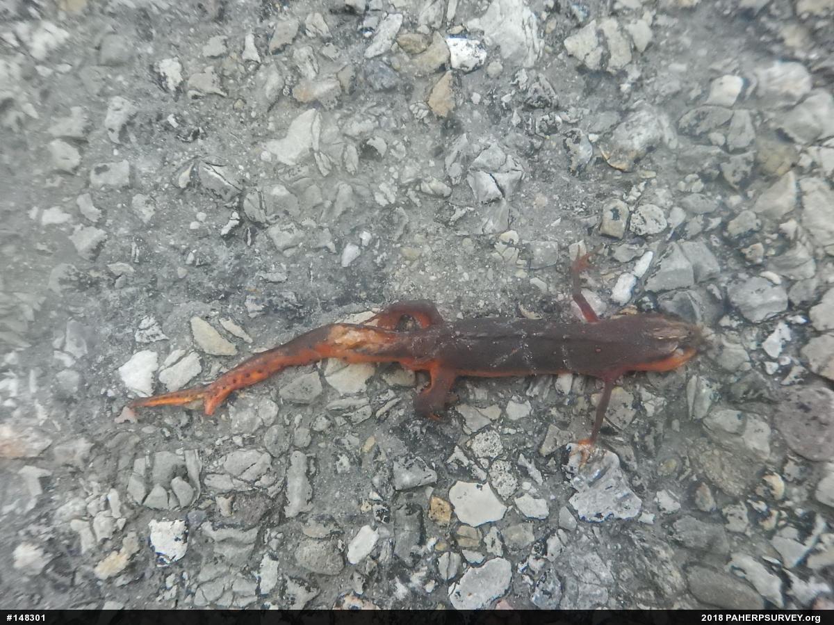 Red-spotted Newt