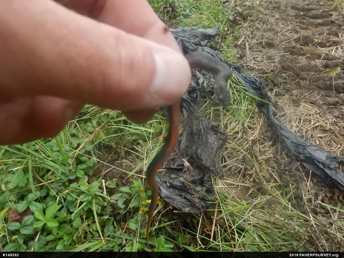 Red-bellied Snake