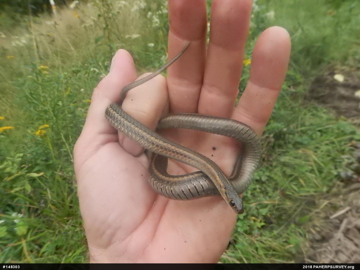 Shorthead Gartersnake