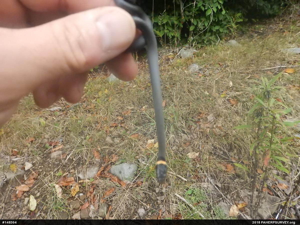 Northern Ring-necked Snake