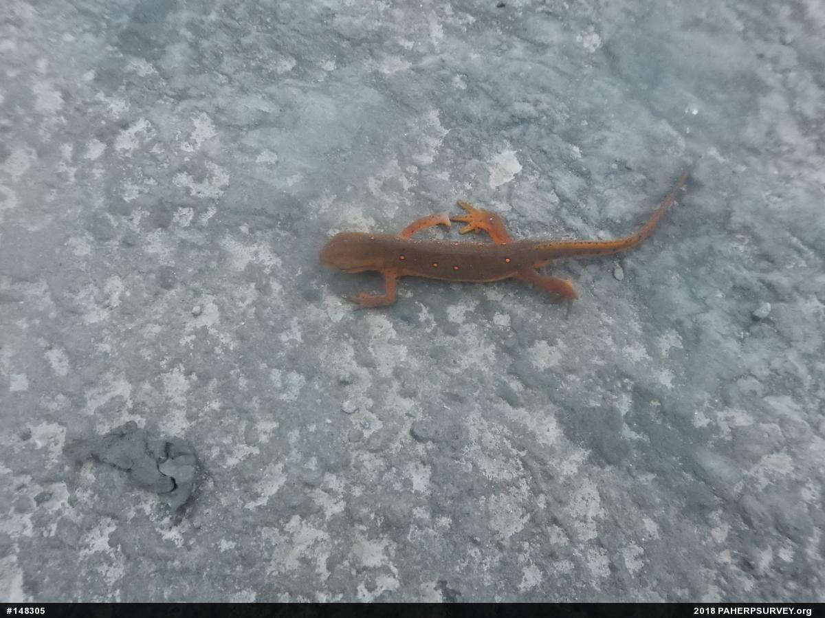 Red-spotted Newt