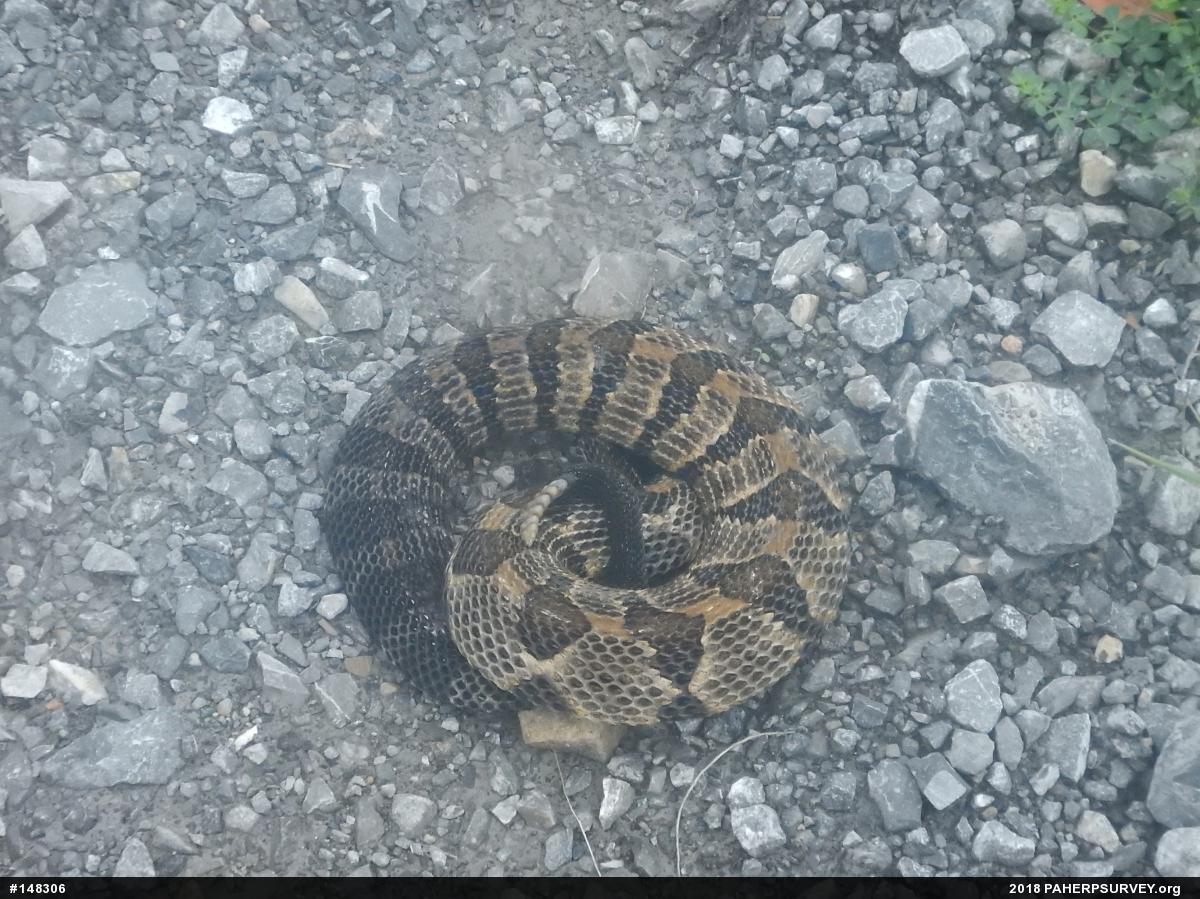 Timber Rattlesnake