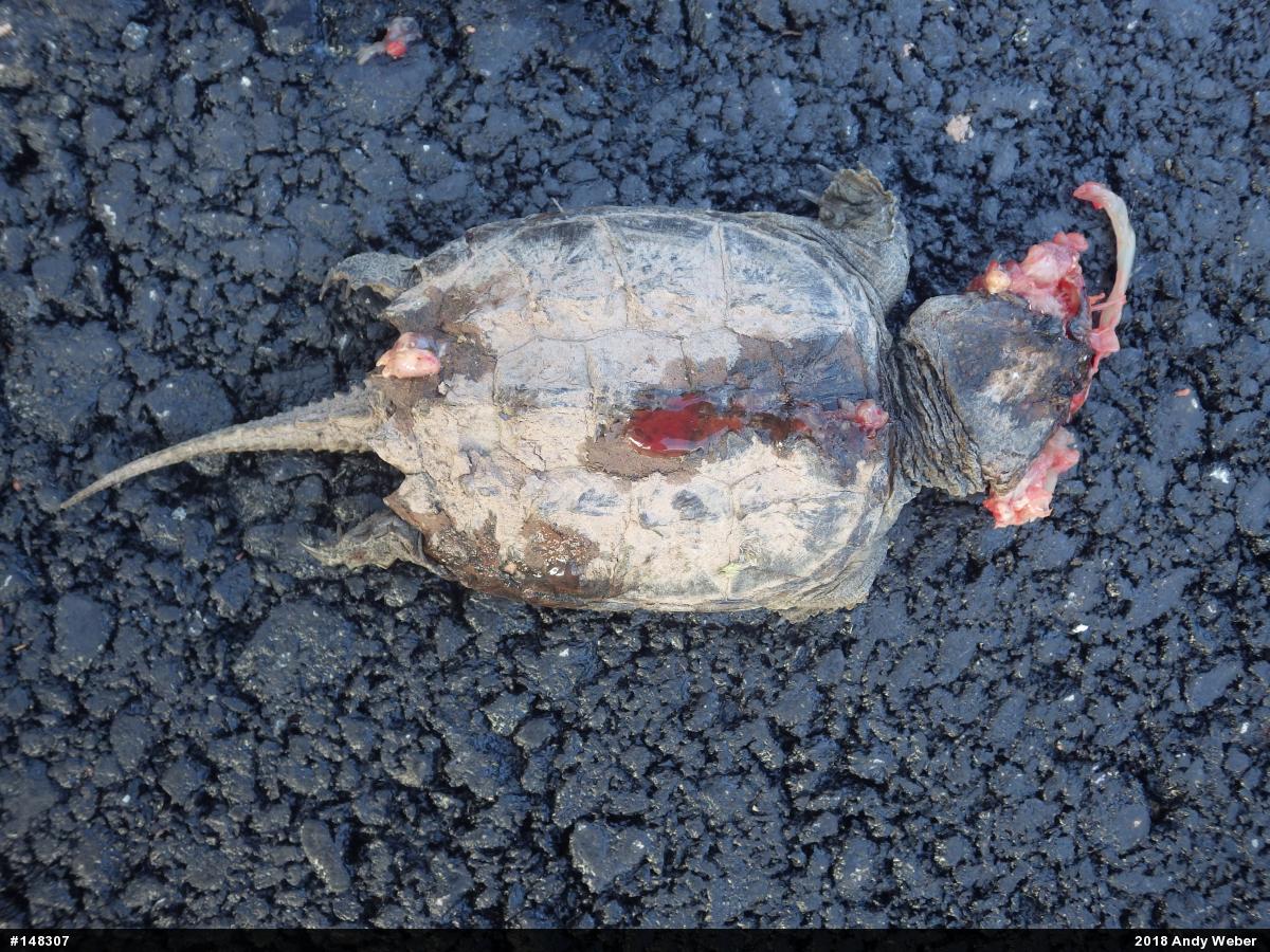 Snapping Turtle