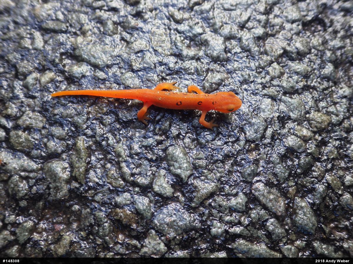 Red-spotted Newt