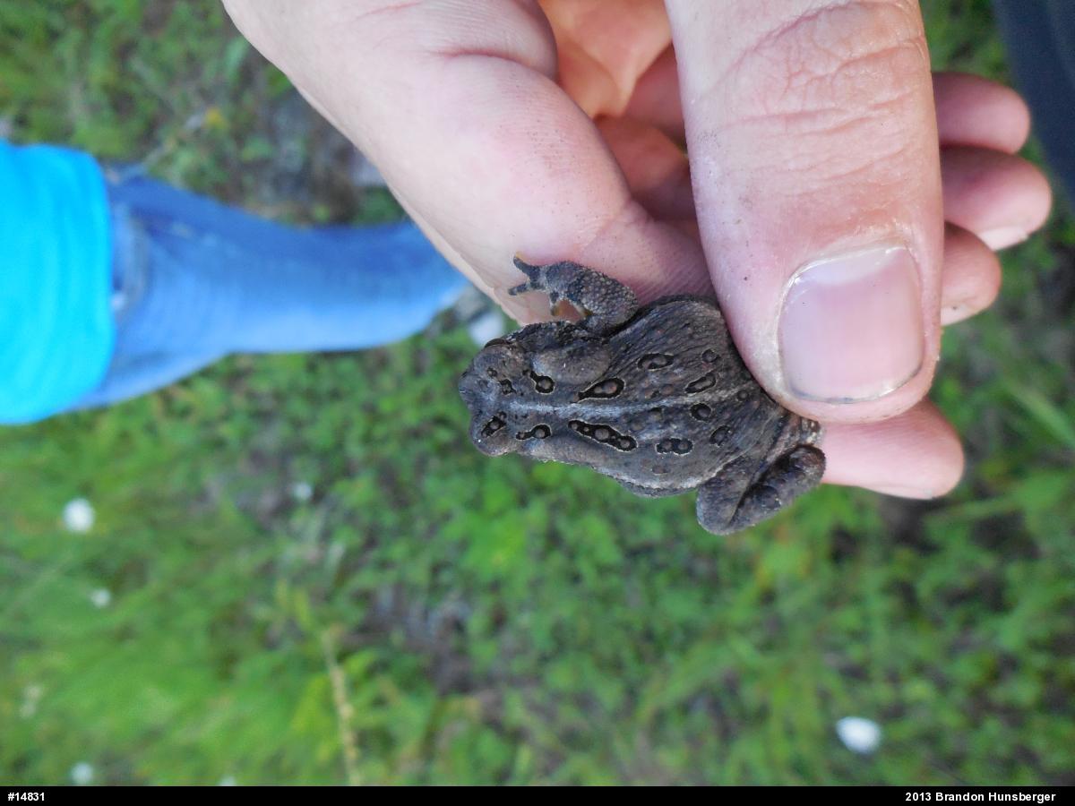 Eastern American Toad
