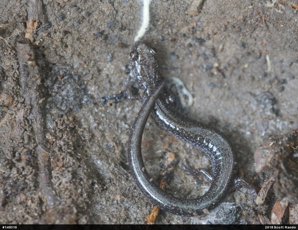 Eastern Red-backed  Salamander