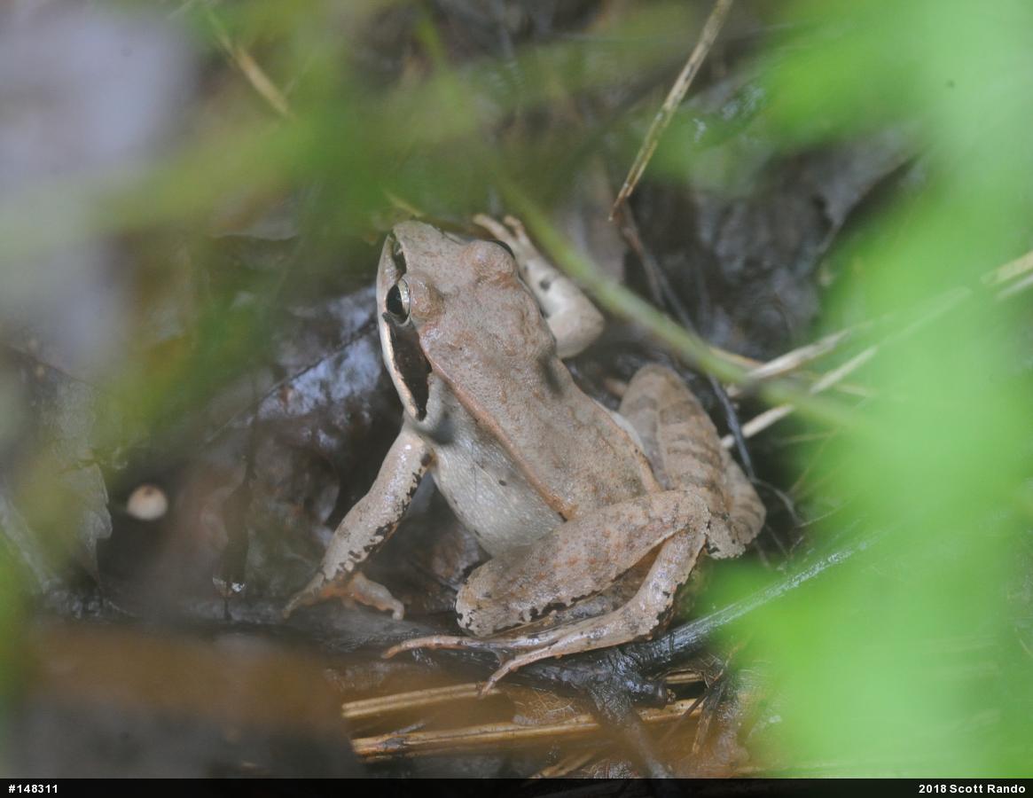 Wood Frog