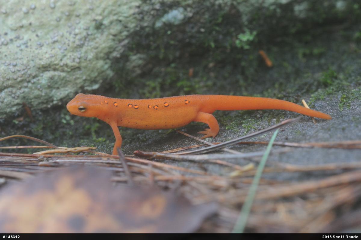 Red-spotted Newt