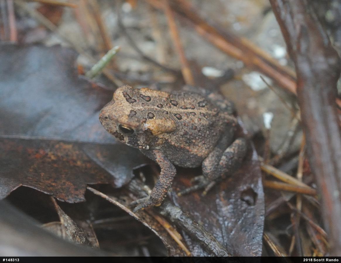 Eastern American Toad