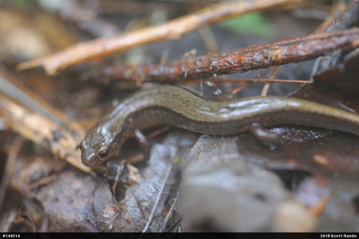 Northern Two-lined Salamander