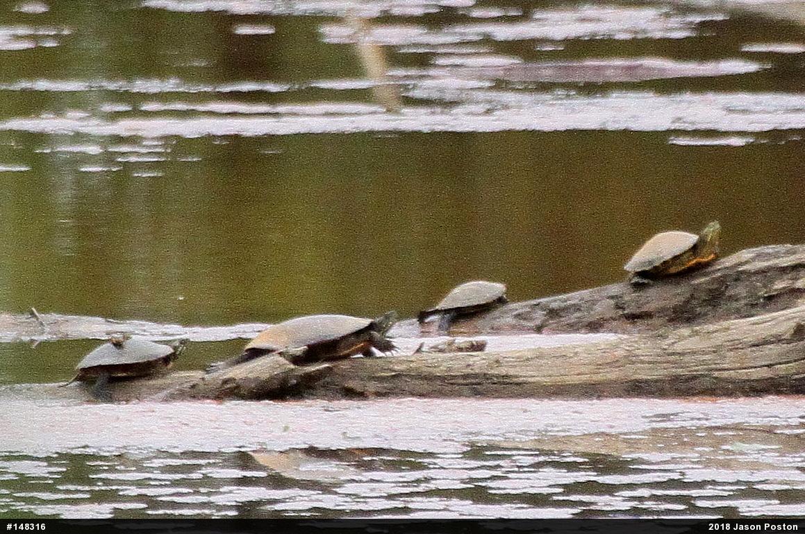Painted Turtle