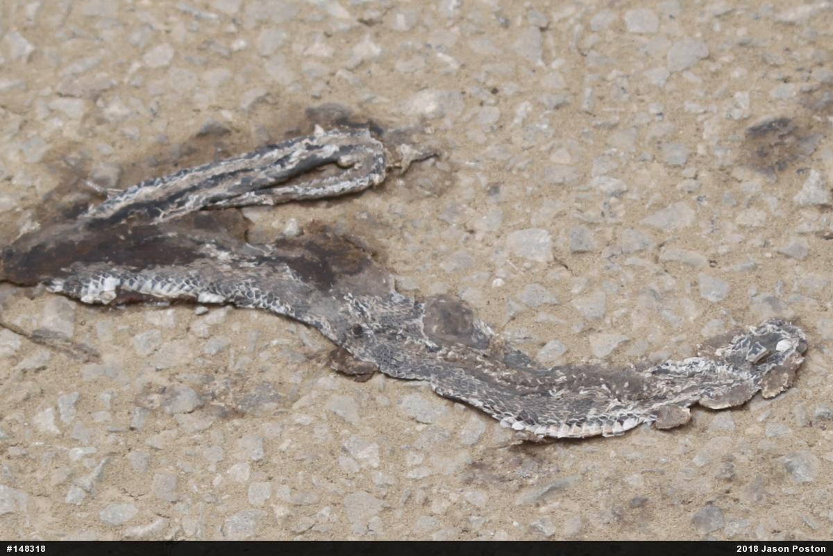 Northern Watersnake