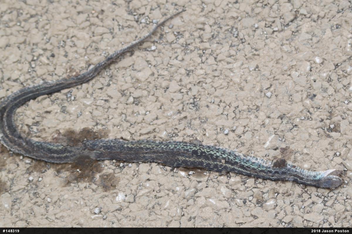 Eastern Gartersnake