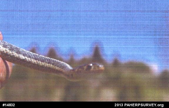 Eastern Gartersnake