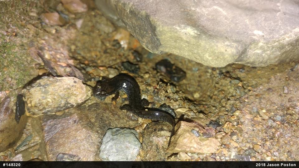 Northern Dusky Salamander